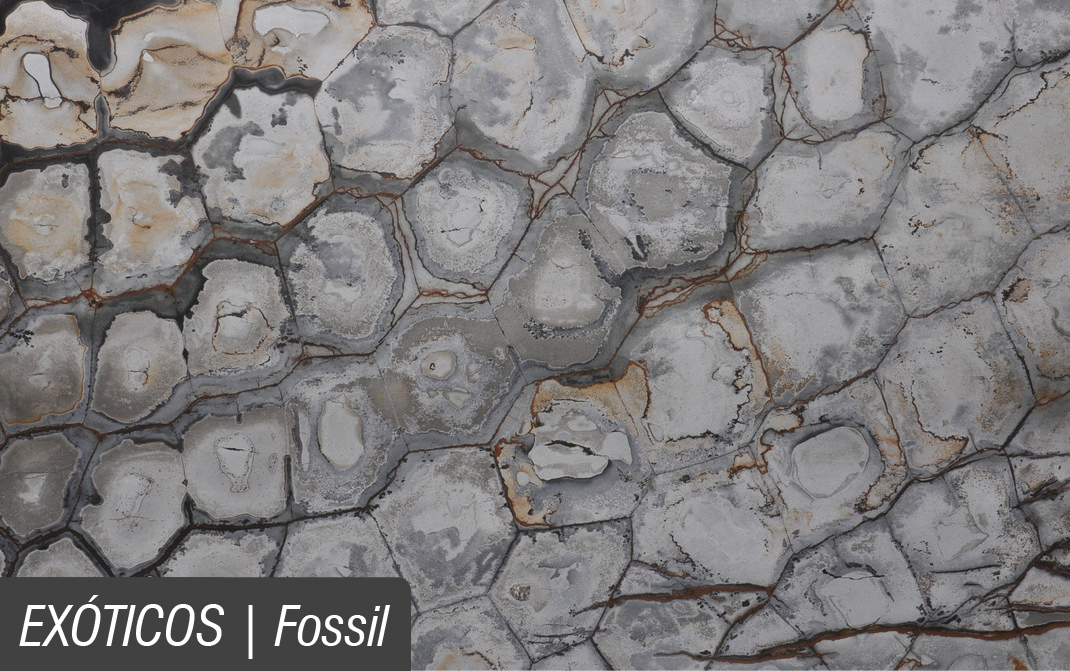 EXÓTICOS_FOSSIL.jpg